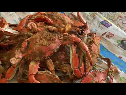 Maryland Style Steamed Blue Crabs