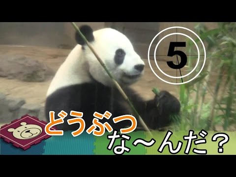 動物なーんだ？　パンダ　クマ　ゾウ　プレーリードッグ 上野動物園