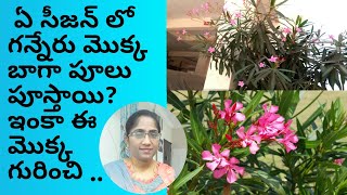 care of kaner plant/best summer flowering plant /ganneru chettu in telugu/oleander