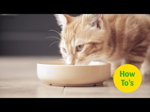 How to Feed your Cat