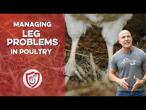 Managing Chicken Leg Problems: Causes and Prevention