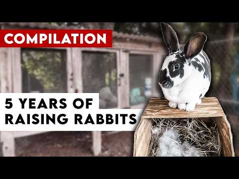 How we went from Success with Raising Rabbits to NEVER Again