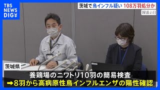 茨城県・八千代町の養鶏場で高病原性鳥インフルエンザの疑い　遺伝子検査で感染が確認されれば約108万5000羽を殺処分へ　茨城県｜TBS NEWS DIG