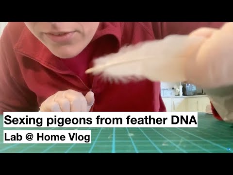 🐔 Hen or cock? Sexing pigeons from feather DNA.