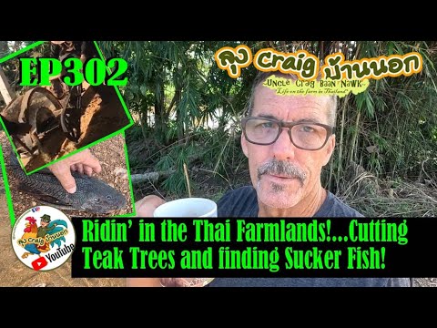 EP302 Ridin' in the Thai Farmlands...Cutting Teak Trees and finding Sucker Fish!