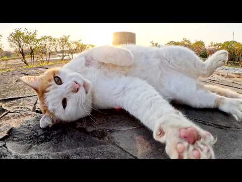 A cat goes out to a bench with a human and enjoys the sunset