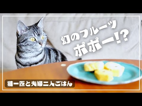 幻の果物・ポポーを見た愛猫の反応がこちらですw