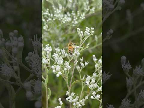 Blessed Be The LORD! #blessed #love #hope #peace #nature #bee #rainbow #sunset #photography #video