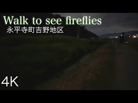 [4K]Walk to see fireflies 蛍を見て歩こう