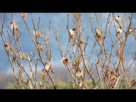 身近な野鳥　スズメ、キンクロハジロ、タヒバリ、イカルチドリ