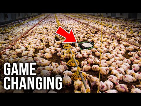 These RADICAL Poultry Farming Techniques Are GAME CHANGERS