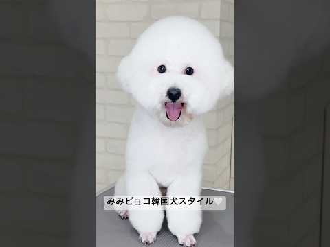 お耳がピョコン！流行りの韓国犬スタイルがとっても似合う可愛いトイプードル🤍#トイプードル #トイプー #いぬ #犬がいる生活#おすすめ  #fyp #poodle #puppy #shorts