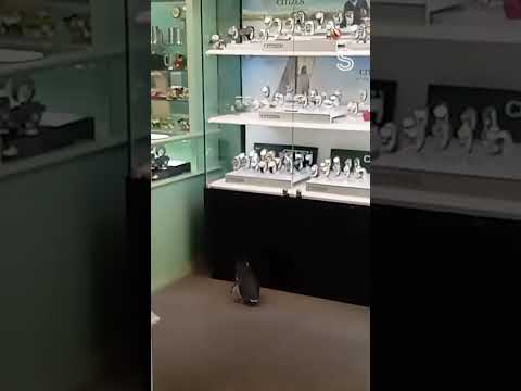 Surprise visit: Penguins join Christmas rush at NZ jewellery shop | Stuff.co.nz