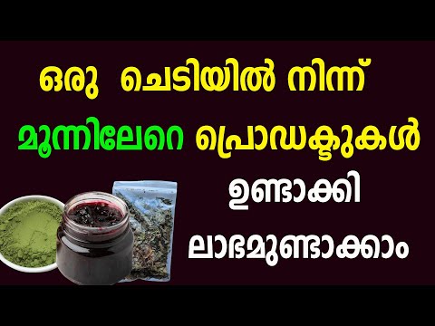 ഈ ചെടിയുടെ ഇലയും പഴവും കൊണ്ട് ബിസിനസ്സ് തുടങ്ങാം | New Business ideas Malayalam