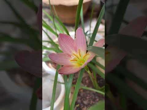 #youtube #short  | rain Lily light orange colour | Peach colour | #rainlily  #rain