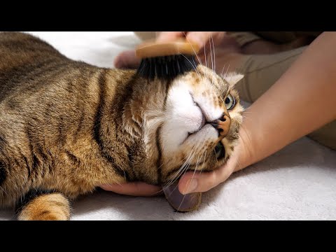 大好きな飼い主にマッサージされてデロデロに溶けてしまう猫