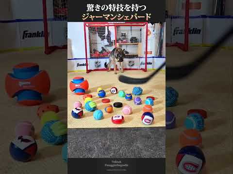 驚きの特技を持つジャーマンシェパード