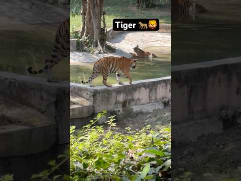 2 tiger 🐆🦁 #animals #kruger #comedy #krugersightings #funny #greaterkruger #wildlife #shorts