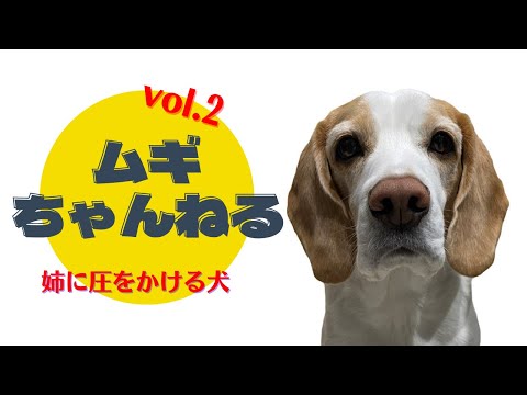 【ビーグル犬】飼い主の留守中に次女に飯の催促。「圧」