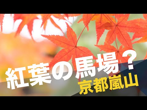 GoSunbody｜嵐山賞楓，二尊院的紅葉馬場？