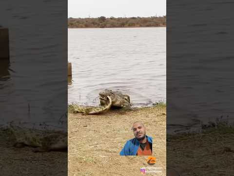 Crocodile vs baby crocodile 🐊😬 #crocodile #wildlife #animals #alligator #fishing #lion #kruger