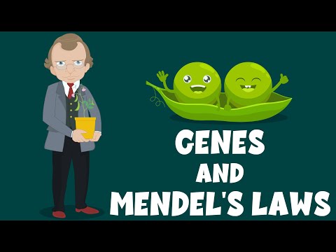 Genes and Mendel's Laws - Genetics - Biology Video - Learning Junction