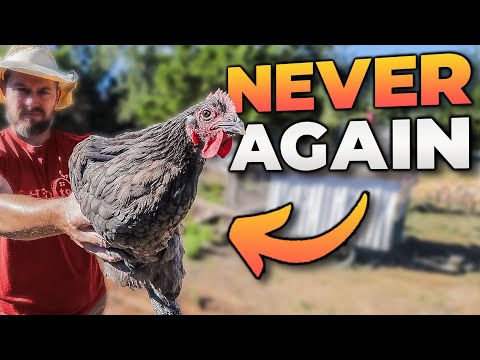 The Dark Side of Free Ranging Chickens Revealed