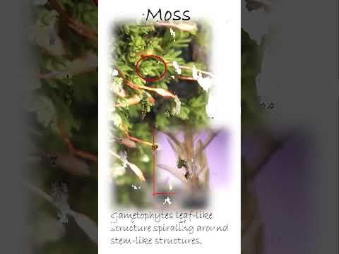 Identifying Moss  (Phylum Bryophyta)  #plants #Moss