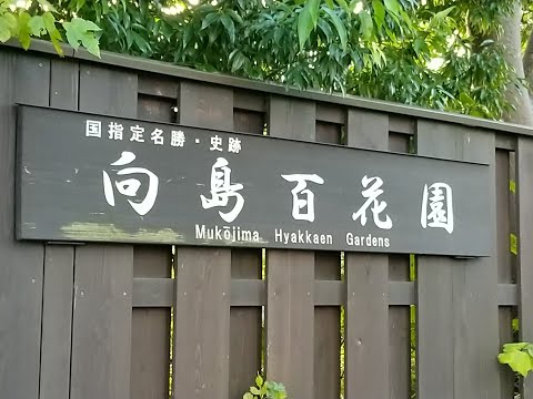 向島百花園にて