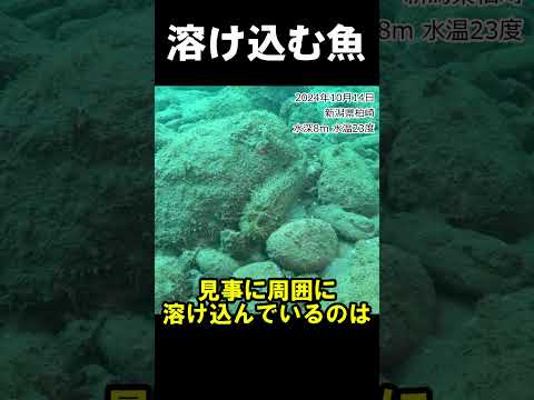 海底に溶け込む毒魚 #水中映像 #オニオコゼ #有毒 @aquaticpro