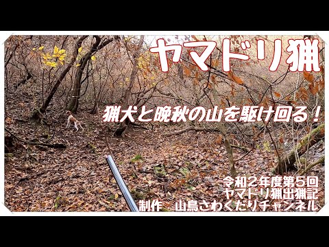 令和2年度 第5回出猟記 ヤマドリ猟 Copper Pheasant Hunting with フランスブルトン