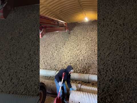 12 million pounds of potatoes #farmer #potato #potatoes #harvest #agriculture #idaho