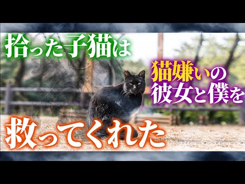 【不思議な話】拾った子猫は猫嫌いの彼女と僕を救ってくれた…【朗読】