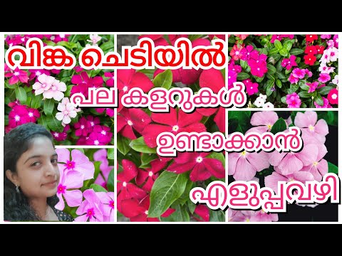 ഇല കാണാതെ പൂക്കൾ ഉണ്ടാവാൻ ഇങ്ങനെ നട്ടാൽ മതി | Vinca Plant Care