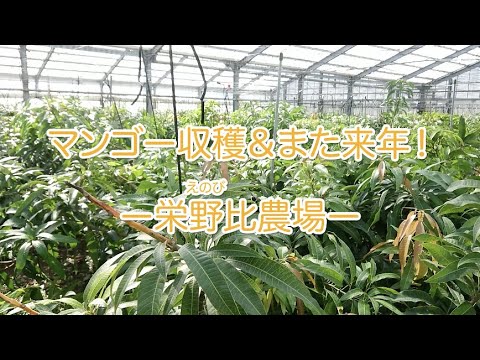 マンゴー収穫＆また来年！｜栄野比（えのび）農場