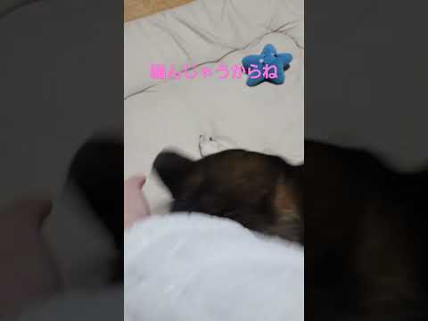 【自分でぼろぼろにした布団に襲われる柴犬】ちょっと被害者面。#保護犬 #保護犬を家族に #多頭飼育崩壊 #柴犬