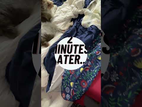 Making your bed..... when you have dogs #shortsfeed #dogsworld #funnyshorts