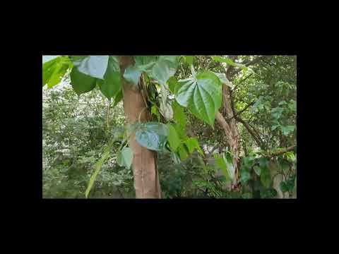 #garden plants