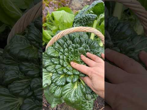 Winter vegetable harvesting 12月的收获 #asmr