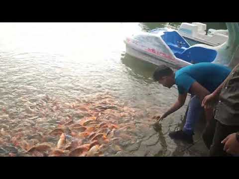 Red fish at rice field for raising | Fishing Video | Orenda Cap fish | Hook Fishing Videos