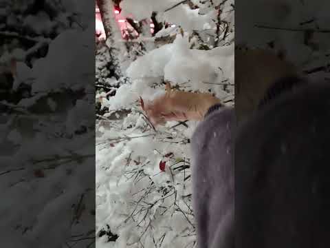 首爾 百年的11月初雪 第一次玩雪