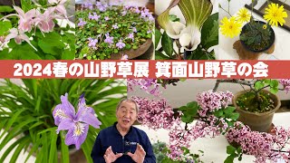 【箕面山野草の会】2024年「春の山野草展」野趣あふれる風情ある作品【山野草】