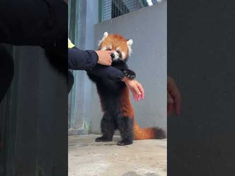 Lulu's passionate and straightforward love always comes out well. Lulu the red panda