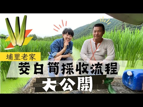 【草地阿湘七淘去】#台灣篇｜ 埔里余家茭白筍 ▌阿湘回家下筍田