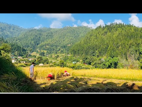 दशैं छुट्टि ! कसरि बित्दै छन गाउँ घरमा दिनहरु ? भिडियो अन्तिम सम्म हेर्नुहोला ! Village Life