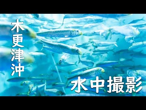 魚探が真っ赤！その正体は？水中映像で確かめてみた。