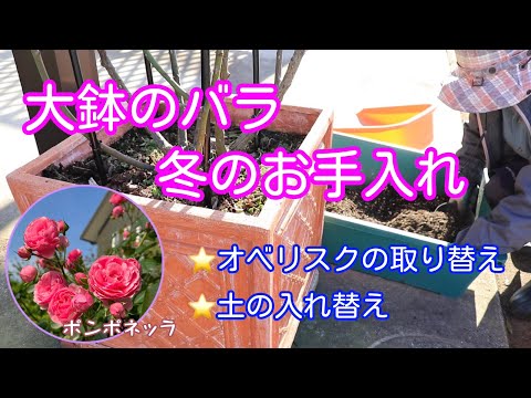 大鉢のバラ🌹冬のお手入れ＆オベリスク取り替えます‼️