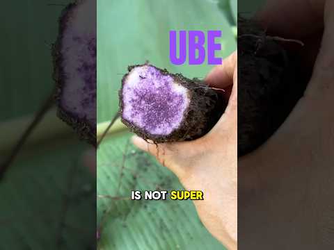 Oops! I Forgot My Ube for 10 Months - Here’s What Happened!