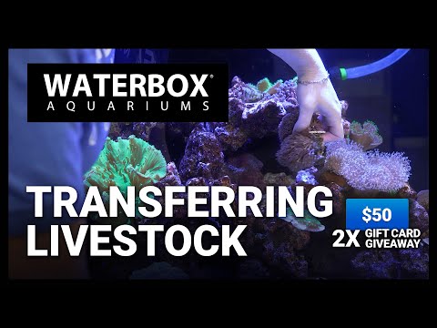 Got a new Waterbox? Here's how you transfer livestock. - Episode 177