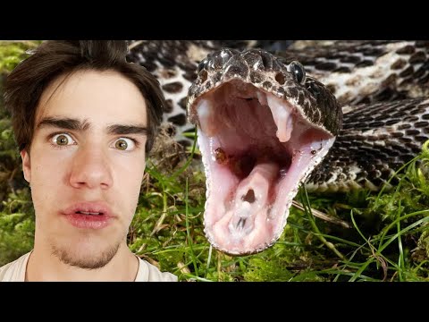 I found the most DANGEROUS snake in Louisiana!